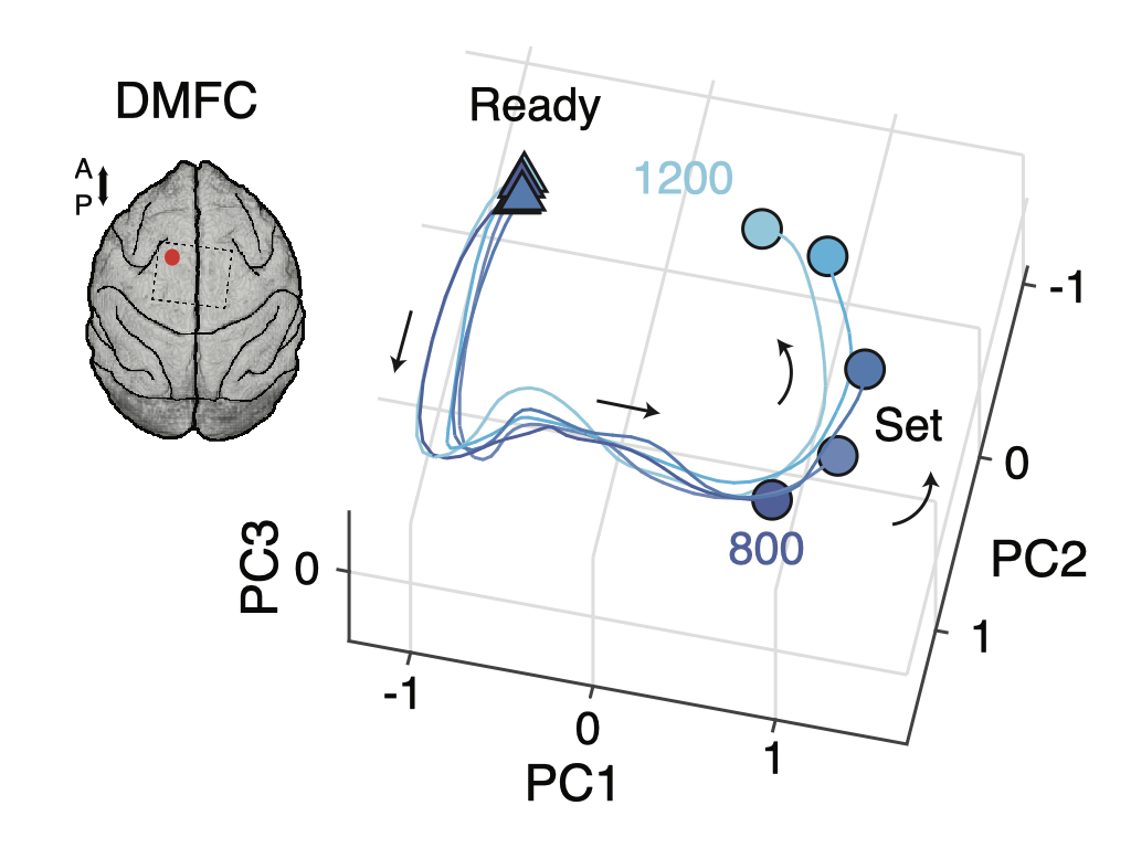 How does the brain build and use expectations based on past experiences