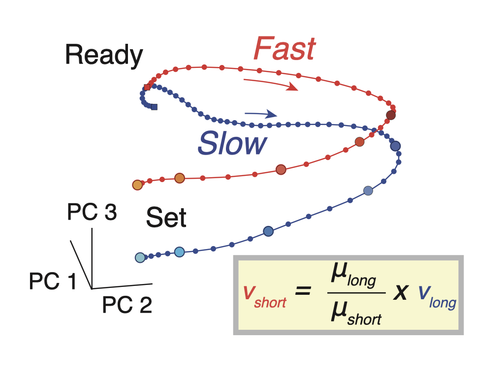 How does the brain predict the exact moment when something will occur