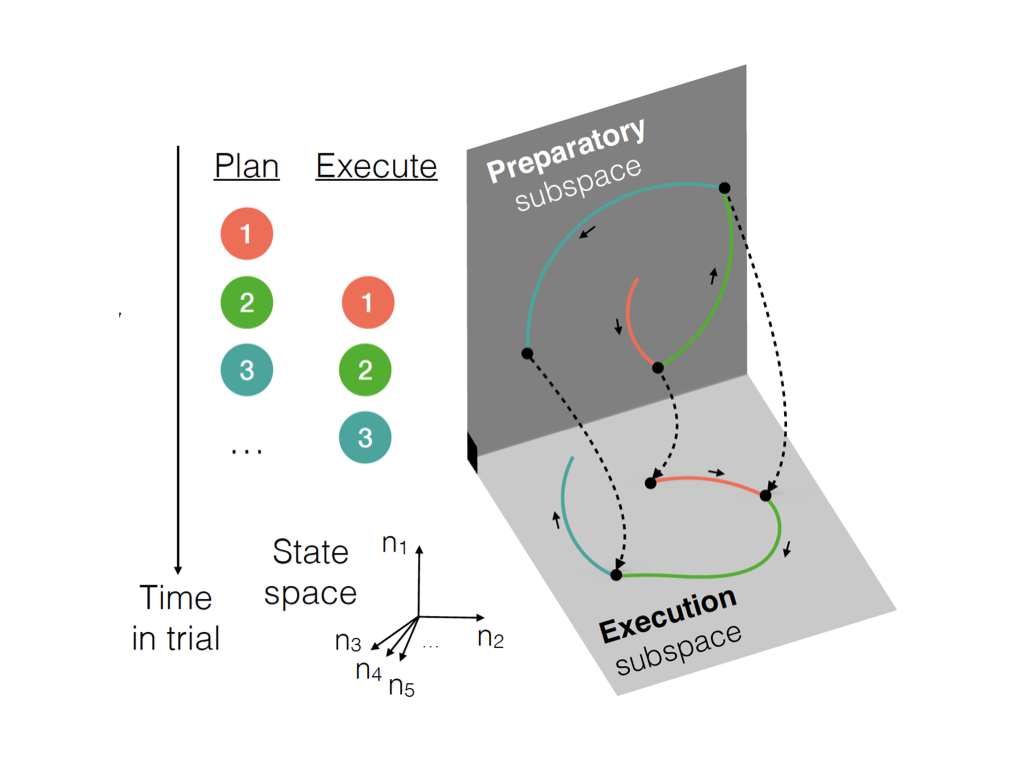 How far ahead does the brain plan complex sequences of movements