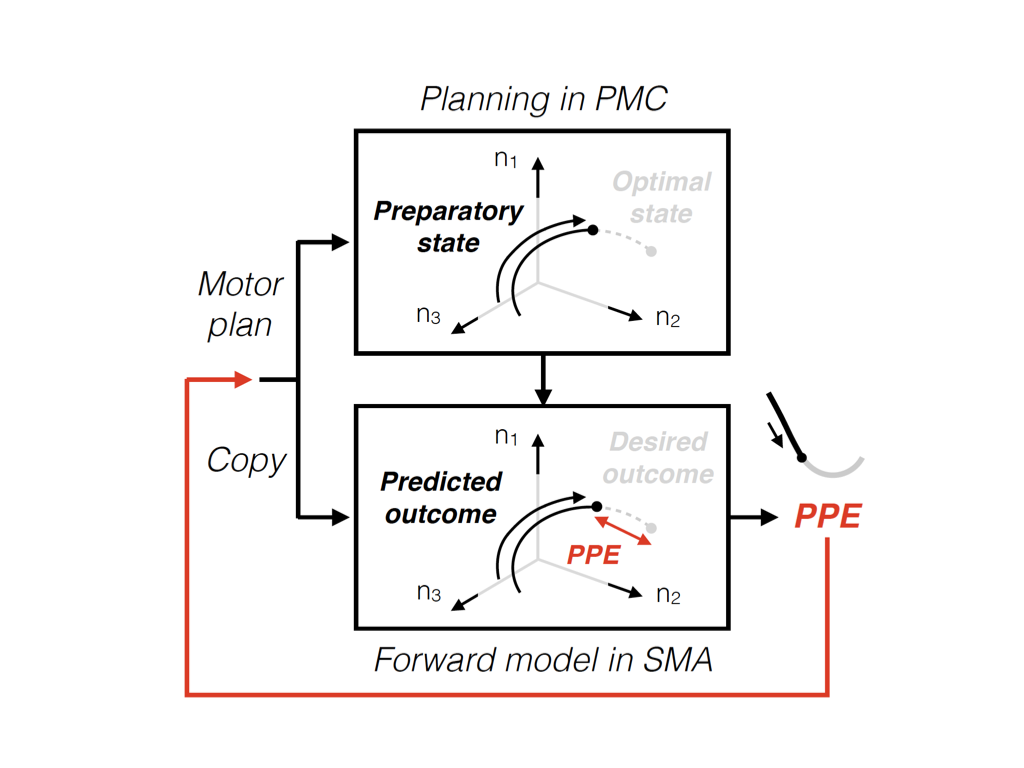 What internal operations happen in the brain when we plan an action